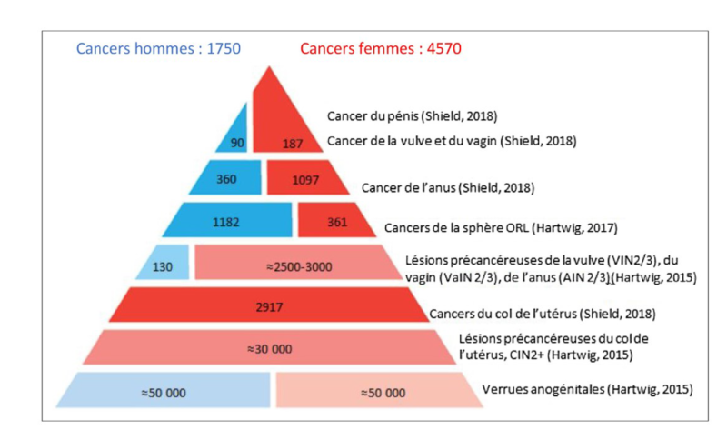 Lésions HPV Induites chez les femmes et les hommes en France
