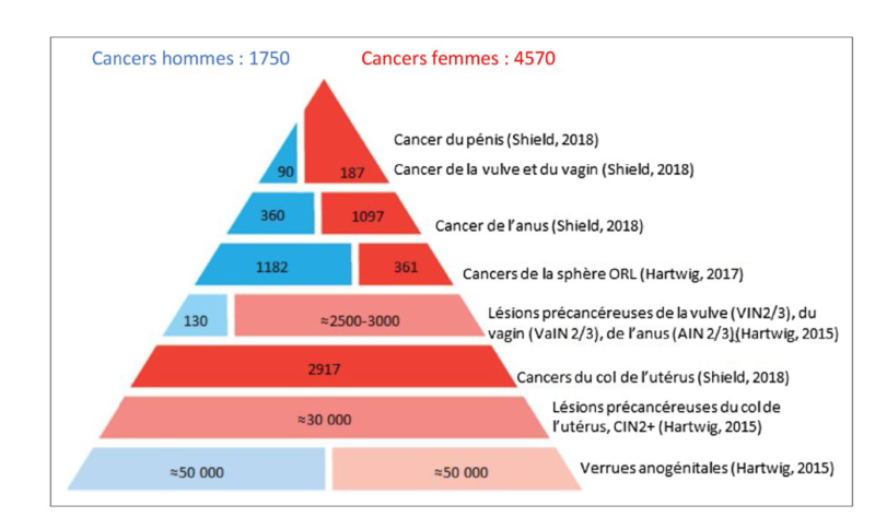 Papillomavirus que doit faire l homme