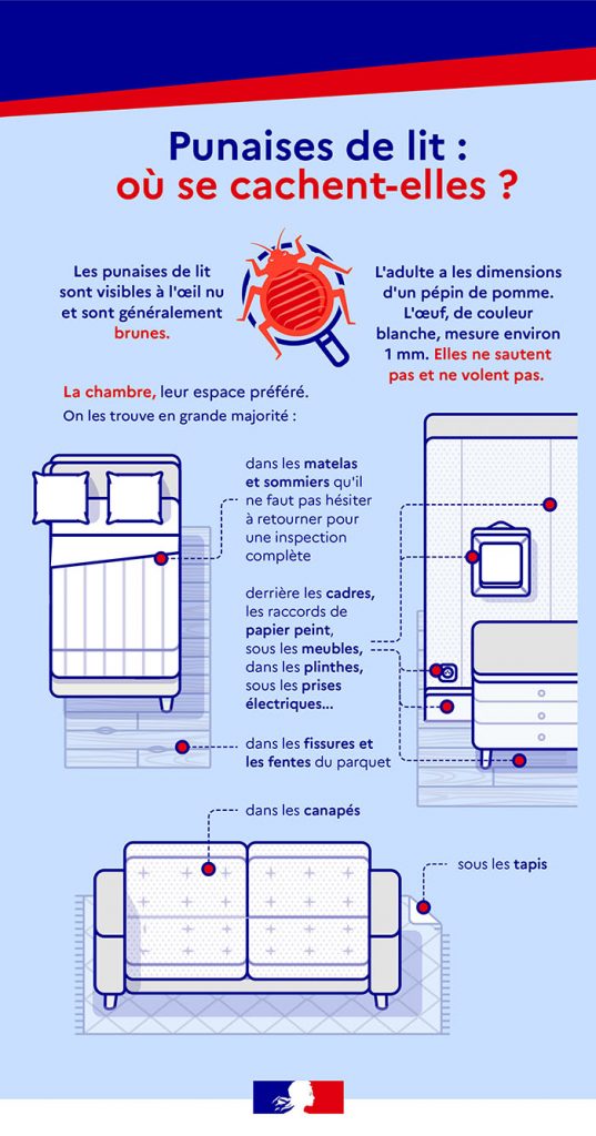 infographie-punaises-lit